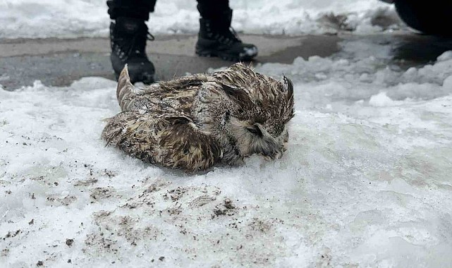 Tatvan'da soğuk havadan dolayı puhu dondu