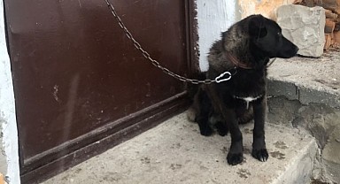 18 muhtar adayına köy halkından köpekli tepki