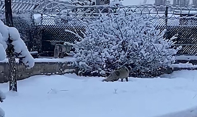 Aç kalan tilkiler kent merkezine indi