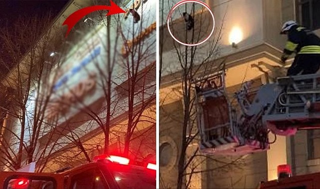 Ağaçta mahsur kalan kedi, kurtarıldığı sırada metrelerce yüksekten düştü