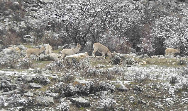 Dağ keçilerinin tuzu muhtardan