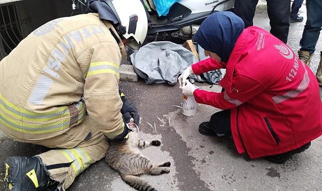 Dumandan etkilenen kedi kalp masajıyla kurtarıldı