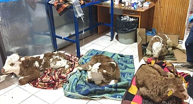 Hayvanlarda yeni salgın mı başladı ?