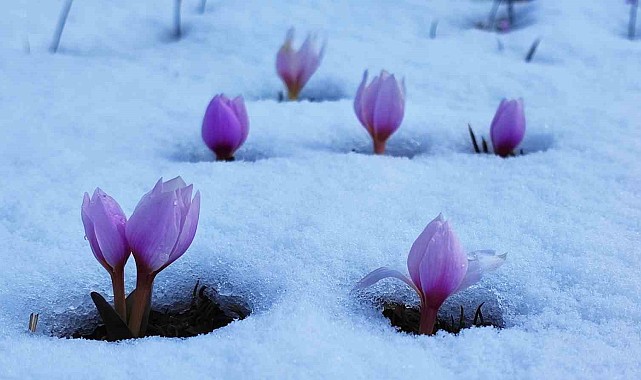 Karlar altındaki çiğdem çiçeklerinden kartpostallık görüntüler