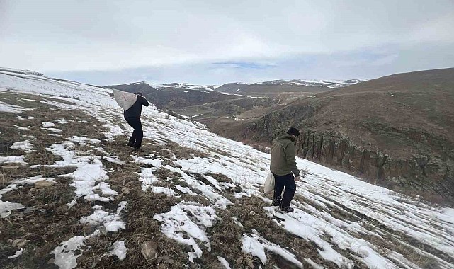 Kars'ta yaban hayvanları için doğaya yem bırakıldı
