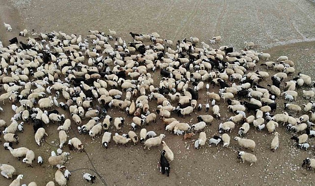Koyun ve kuzuların renkli buluşması