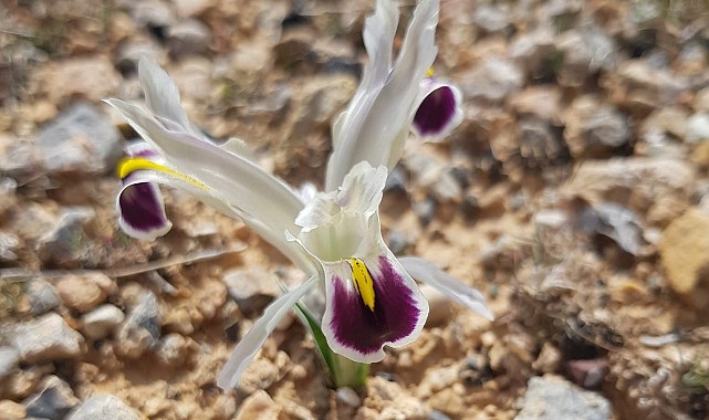 Nevruz Çiçekleri açtı