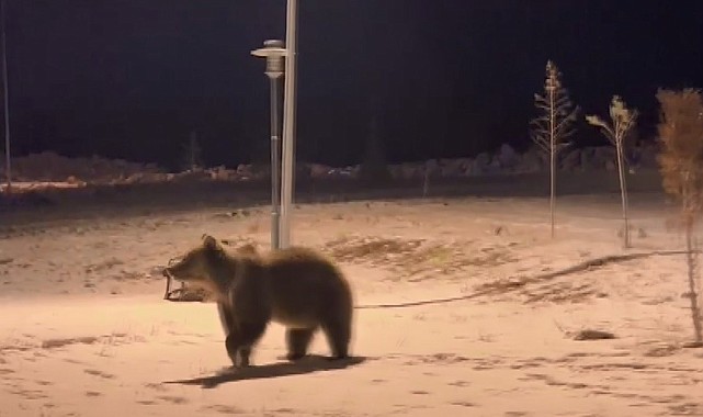 Sarıkamış'ta ayılar parkta görüntülendi