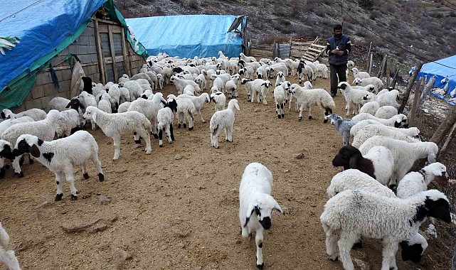 Süt kuzuları günde 2 defa anneleriyle buluşturuluyor
