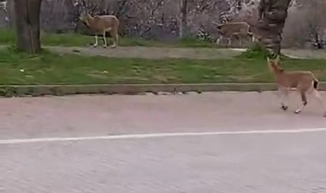 Yaban keçileri ilçe merkezine indi