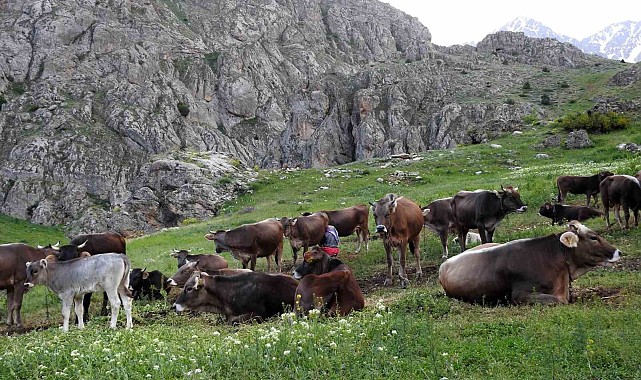 40 bin TL maaşla çoban bulamayınca çözümü nöbetleşmekte buldular