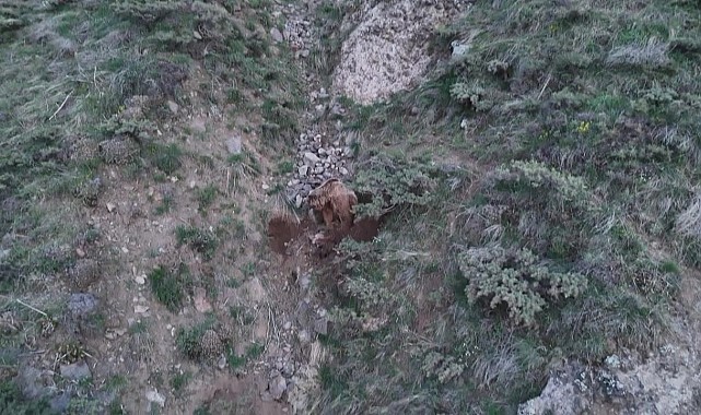 Ahıra girip keçileri telef eden ayılar leşleri gömerken dron kamerasına yakalandı