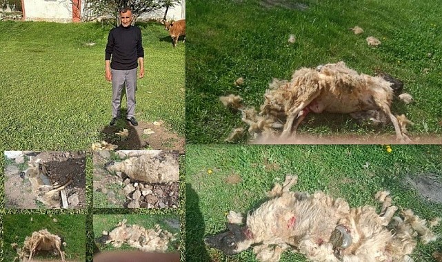 Başıboş köpeklerin saldırdığı 7 koyun telef oldu