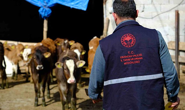 Büyükbaş hayvanlar kenelere karşı ilaçlanıyor