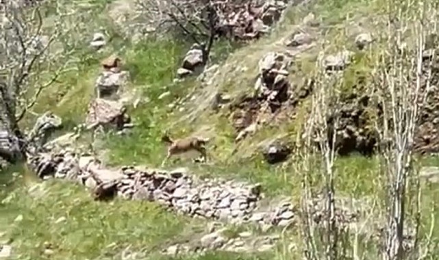 Elazığ'da dağ keçileri görüntülendi