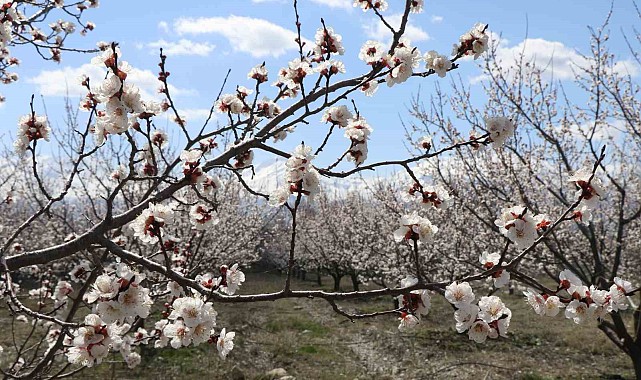 Erzincan'ın yüksek kesimlerinde kar, kent merkezinde bahar