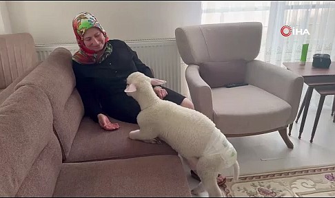 Evlerine aldıkları kuzuya bebek gibi bakıyorlar