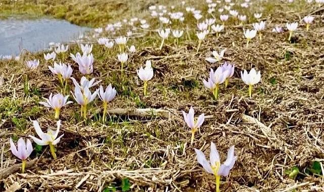 Göle ovasında kardelenler çiçek açtı
