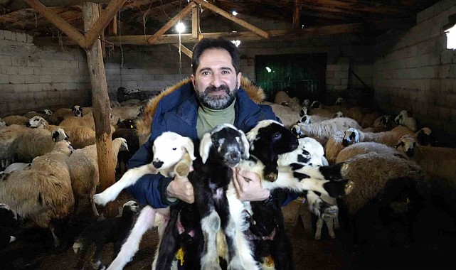 Kuzu ve oğlakların küpelerini ve aşılarını mutlaka yaptırın