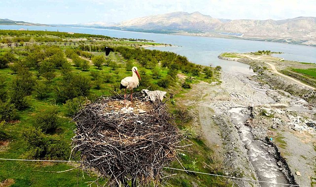 Leylekler Kale ilçesini mekan tuttu