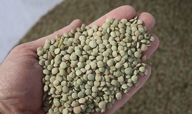 Narman Yeşil Mercimeği coğrafi işaret yolunda