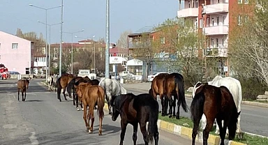 Başıboş atlar yollarda tehlike saçıyor
