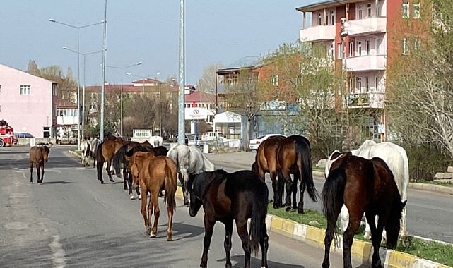 Başıboş atlar yollarda tehlike saçıyor