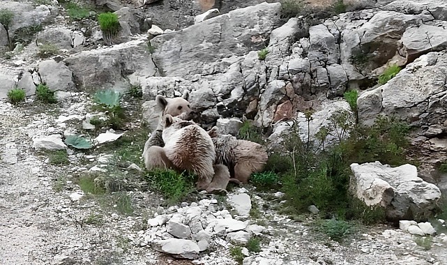 Tunceli'de anne ayı, yavrularını emzirirken görüntülendi