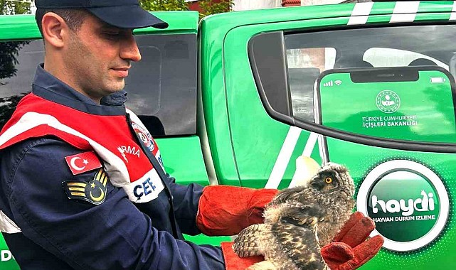 Ağrı'da yaralı halde bulunan baykuş tedavi altına alındı