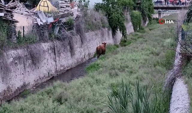 Ahırdan kaçan kurbanlık ortalığı birbirine kattı