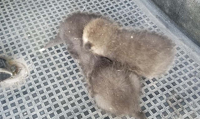 Anneleri telef olan 3 tilki yavrusu su arkında bulundu