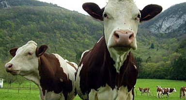 Ardahan'da büyükbaş hayvan çobanı krizi