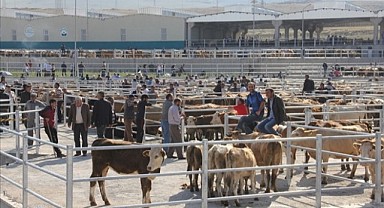 Ardahan'da kurbanlık fiyatları katlanarak yükseldi