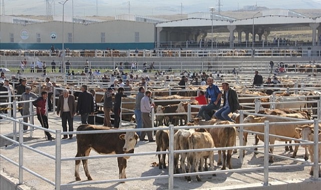 Ardahan'da kurbanlık fiyatları katlanarak yükseldi