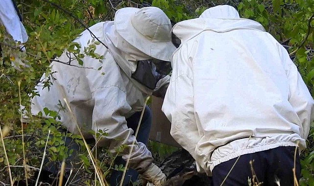 'Bal avcıları' su kenarından takip ettikleri arılarla doğal bala ulaşıyor