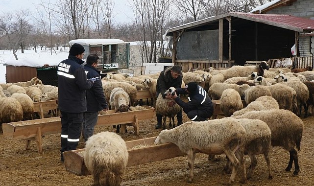 Çayırlı'da küçükbaş hayvanlarda aşılama kampanyası
