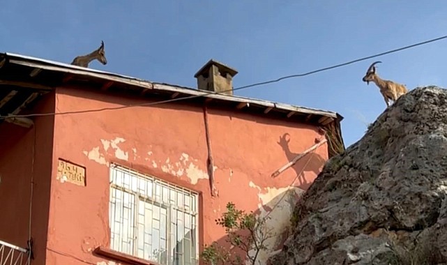 Dağ keçileri artık evlerin çatısına çıkmaya başladı