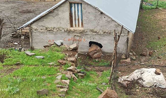 Dağdan kopan kaya parçası ahırın duvarını deldi
