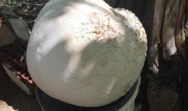 Elazığ'da 13 kilogramlık dev mantar bulundu