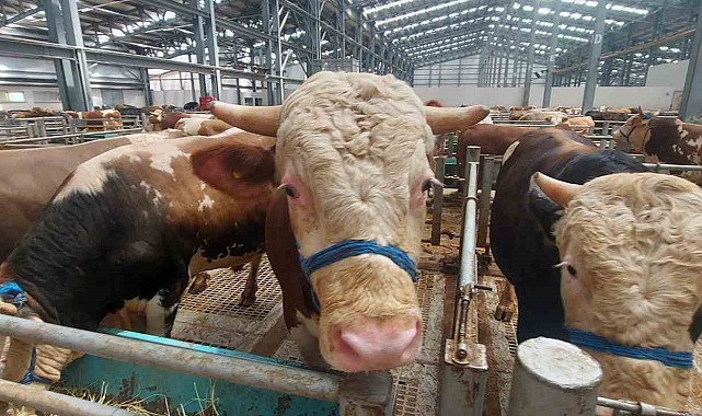 Erzincan'da kurban pazarında hareketlilik başladı