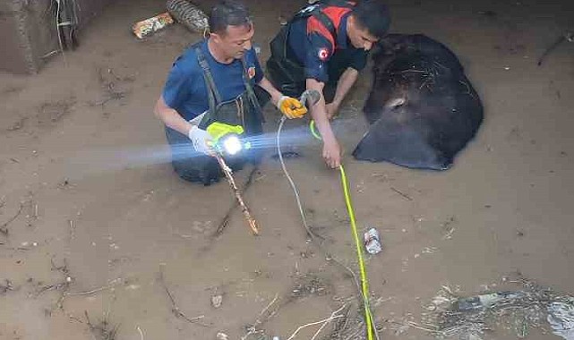 Iğdır'da sulama kanalına düşen inek telef oldu