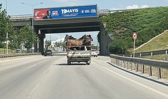 Kamyonetin kasasına 5 adet at sığdırdı