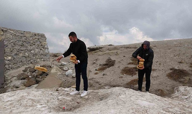 Karla kaplı Nemrut'taki yabani hayvanlar unutulmadı