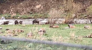 Kars-Göle yolunda domuz sürüsü görüntülendi