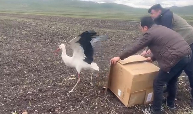 Kars'ta tedavisi tamamlanan leylek doğal ortamına bırakıldı