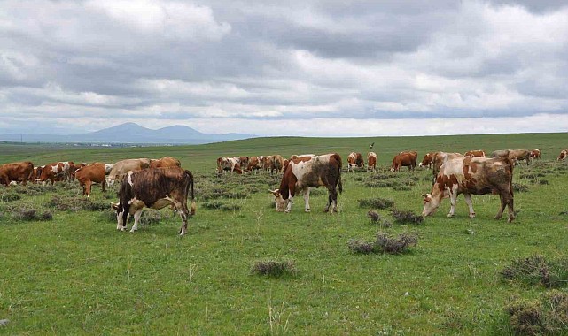 Kars'ta uzmanlardan kurban seçimi uyarısı