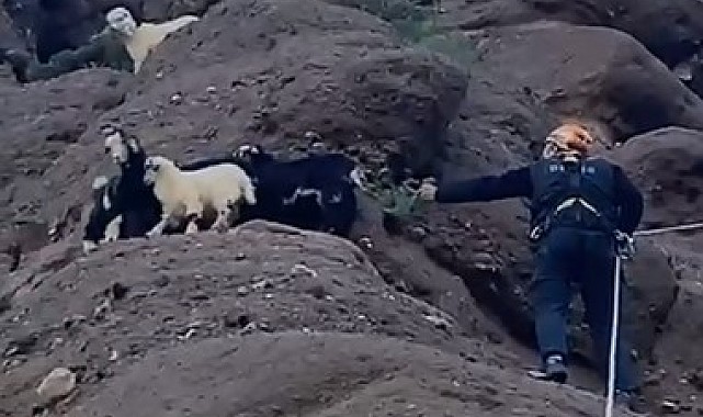 Kayalıkta mahsur kalan yavru oğlaklar AFAD tarafından kurtarıldı