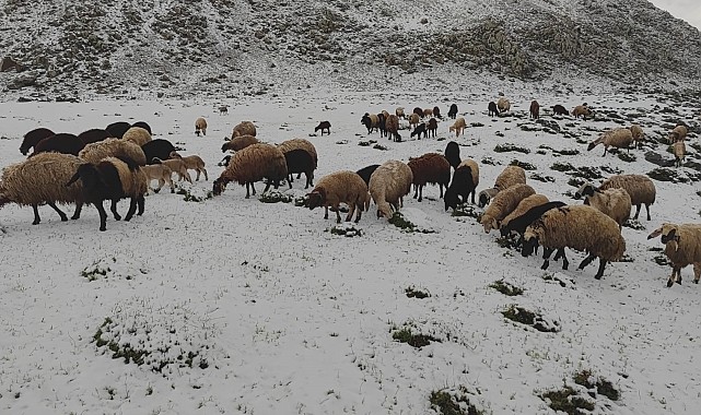 Mayıs ayında yağan kar besicilere zor anlar yaşattı