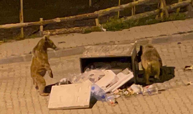 Sarıkamış&#039;ta boz ayılar sokaklarda cirit atıyor