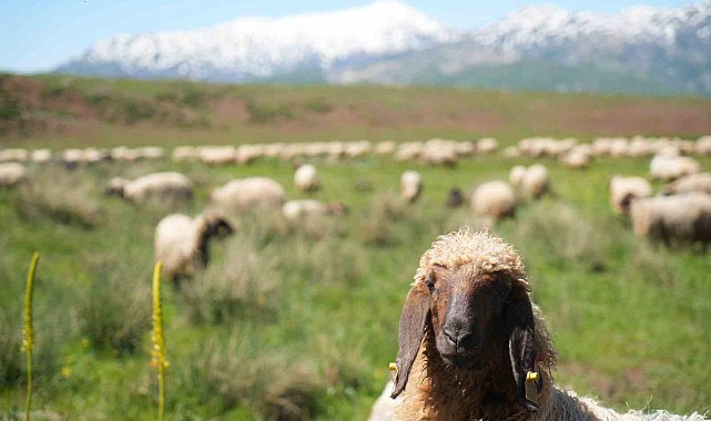 Şenyayla çocuk ve kuzularla şenlendi